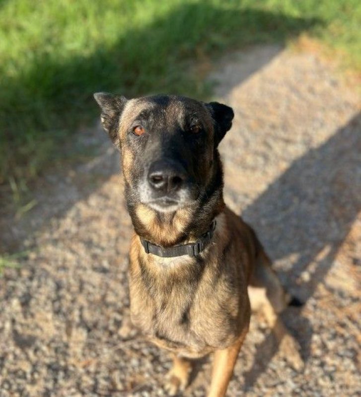 Kenny - Chien à adopter