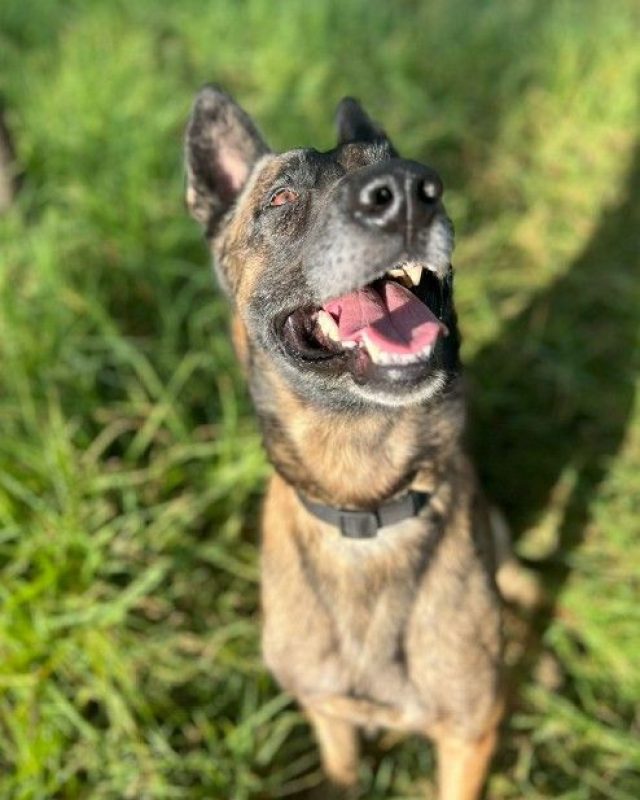 Kenny - Chien à adopter - photo 5