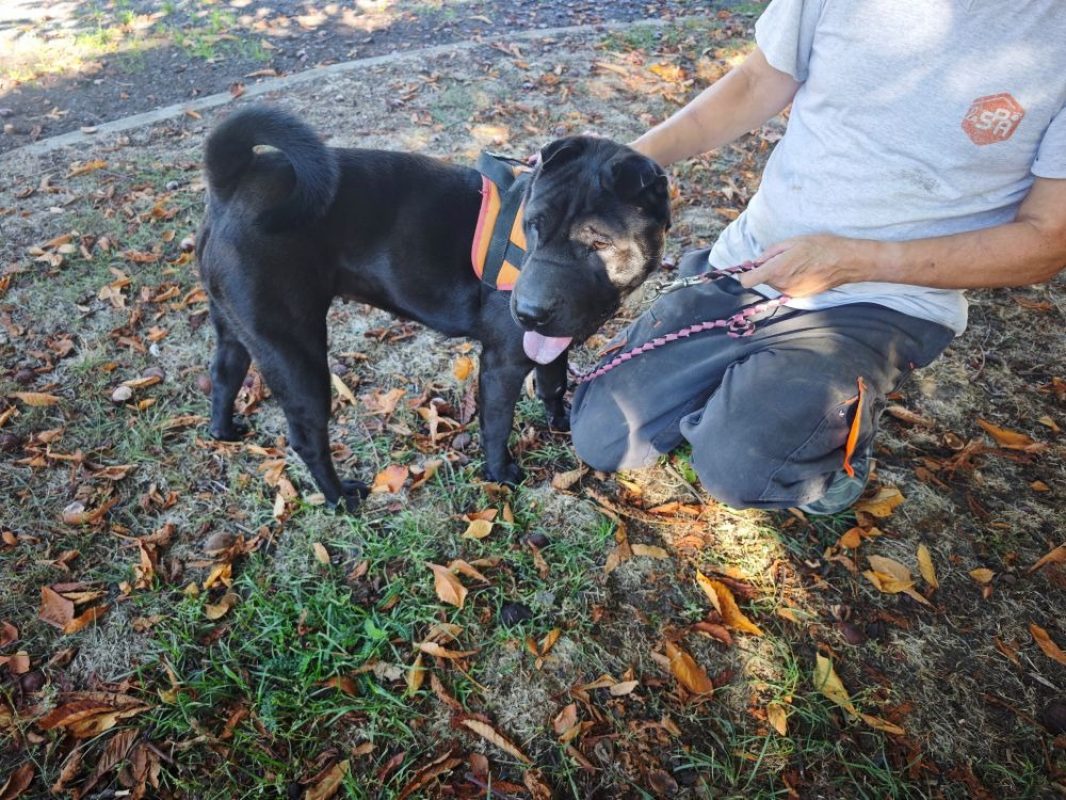 Sakura - Chien à adopter