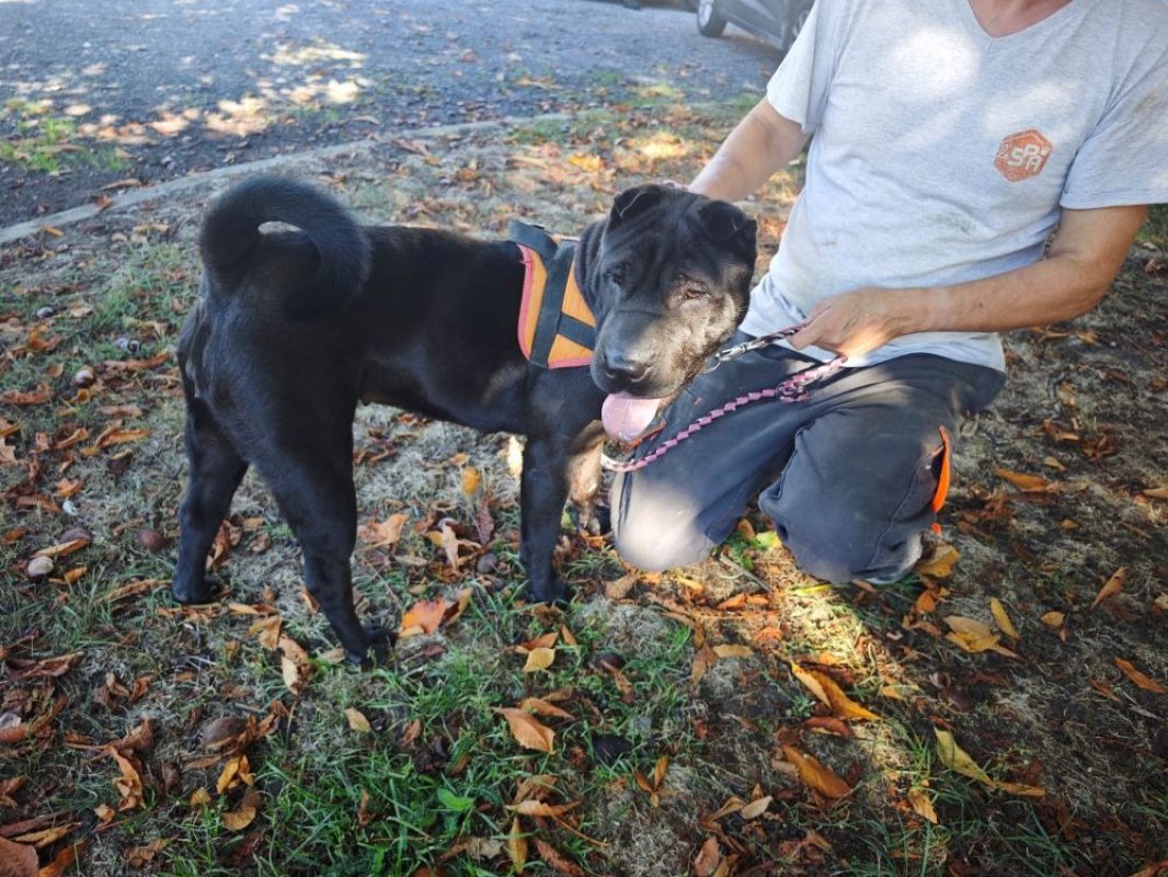 Sakura - Chien à adopter - photo 2