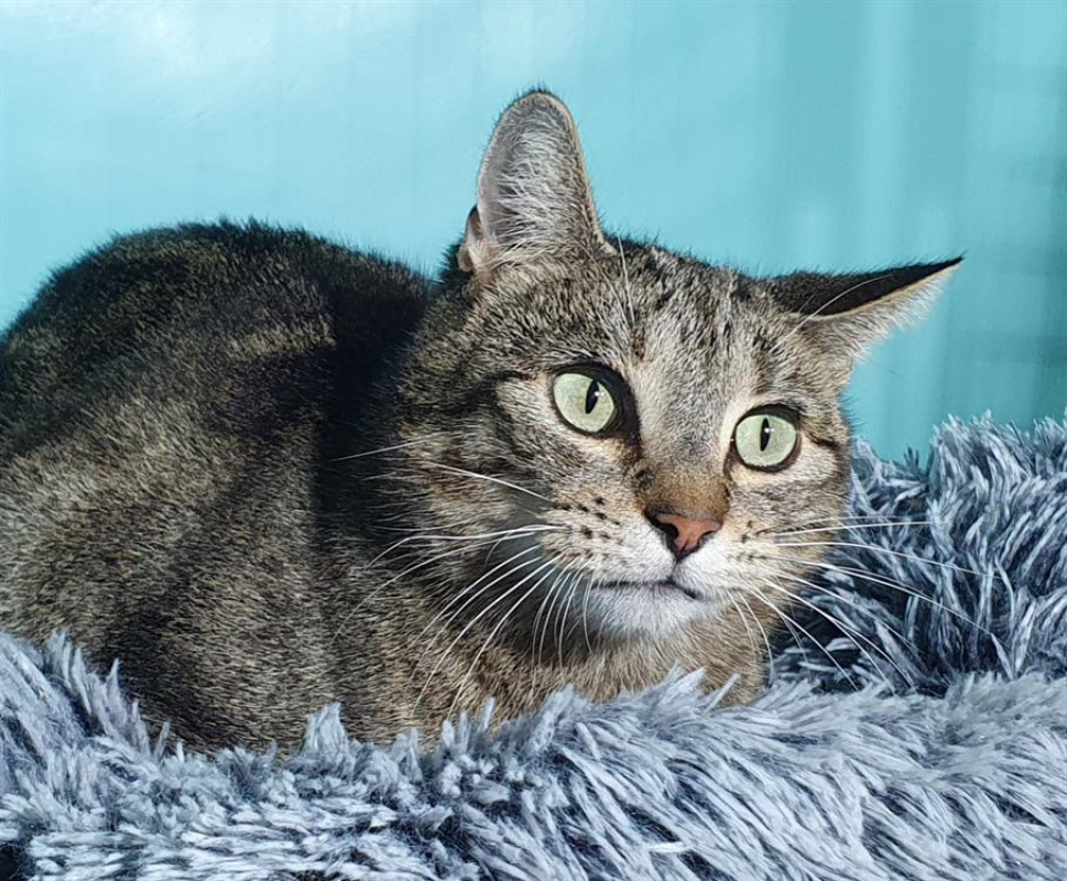 Photo #1 de Seraphine