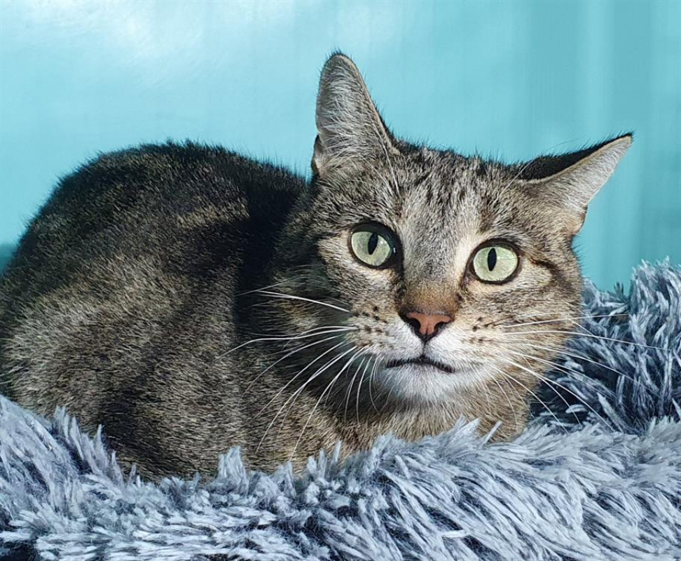 Photo #2 de Seraphine