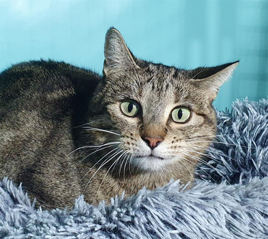 Photo #3 de Seraphine