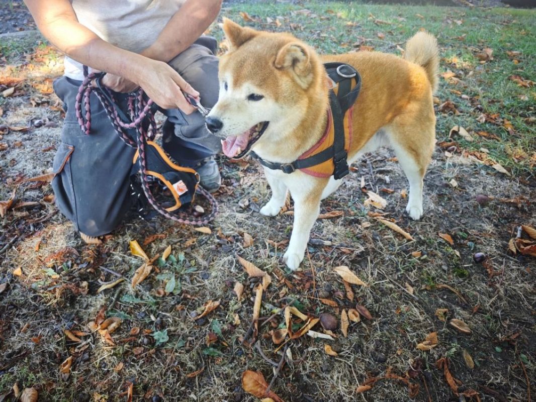 Falco - Chien à adopter