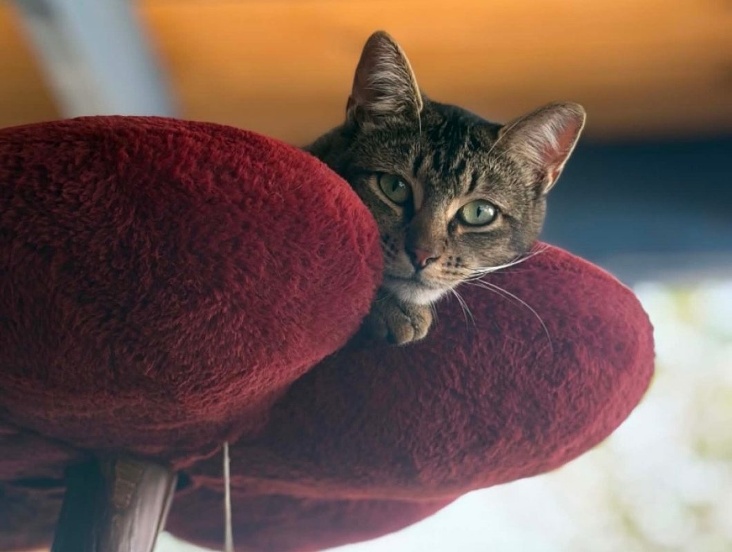 Balou - Chat Européen à adopter