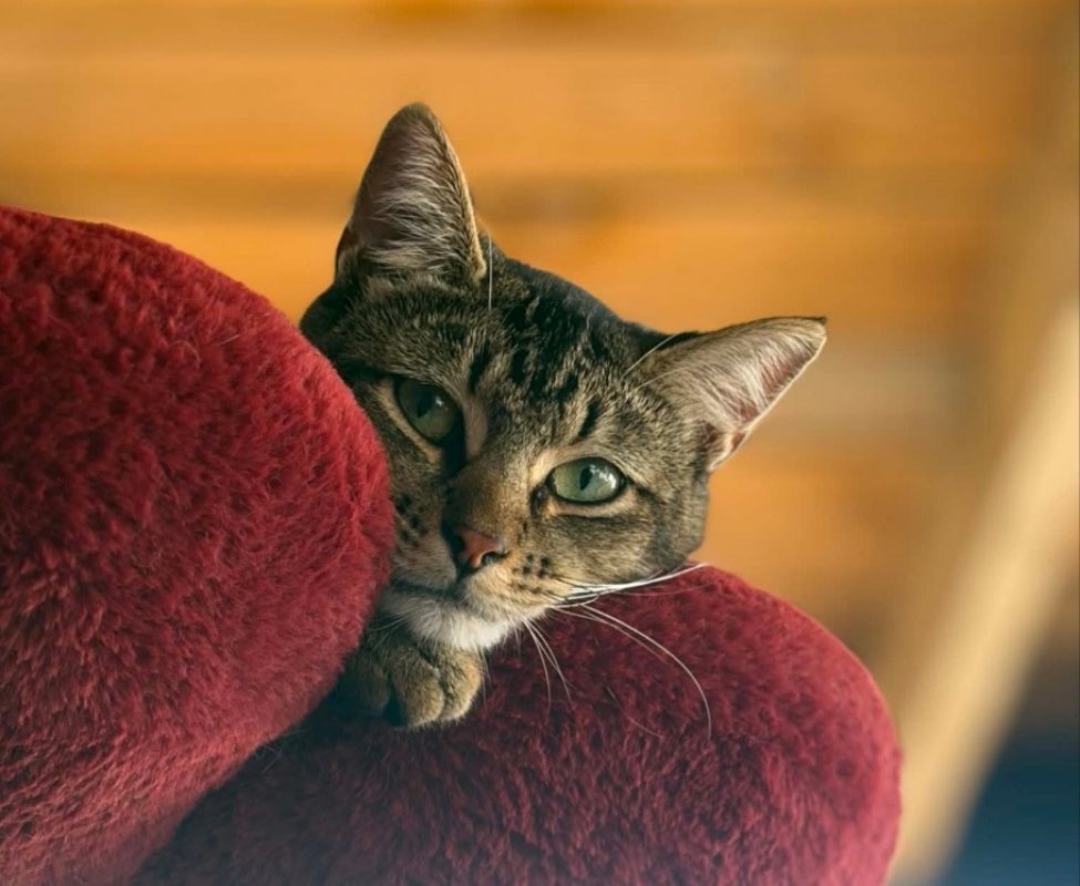 Balou - Chat Européen à adopter - photo 2