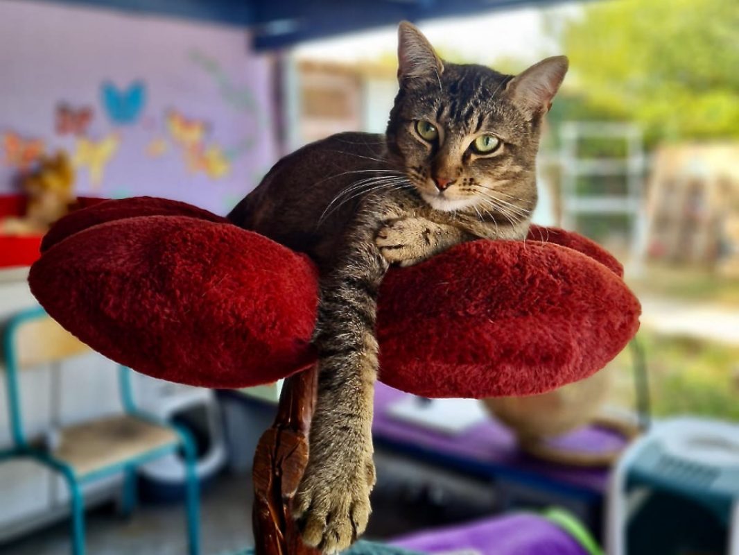 Balou - Chat Européen à adopter - photo 3