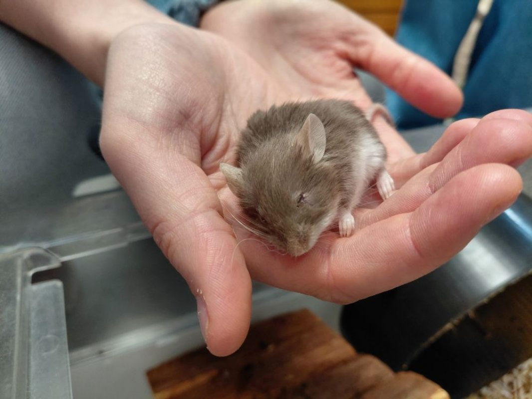 Luno - Rongeur Souris à adopter