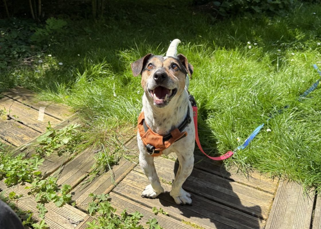 Zulk - Chien à adopter - photo 2