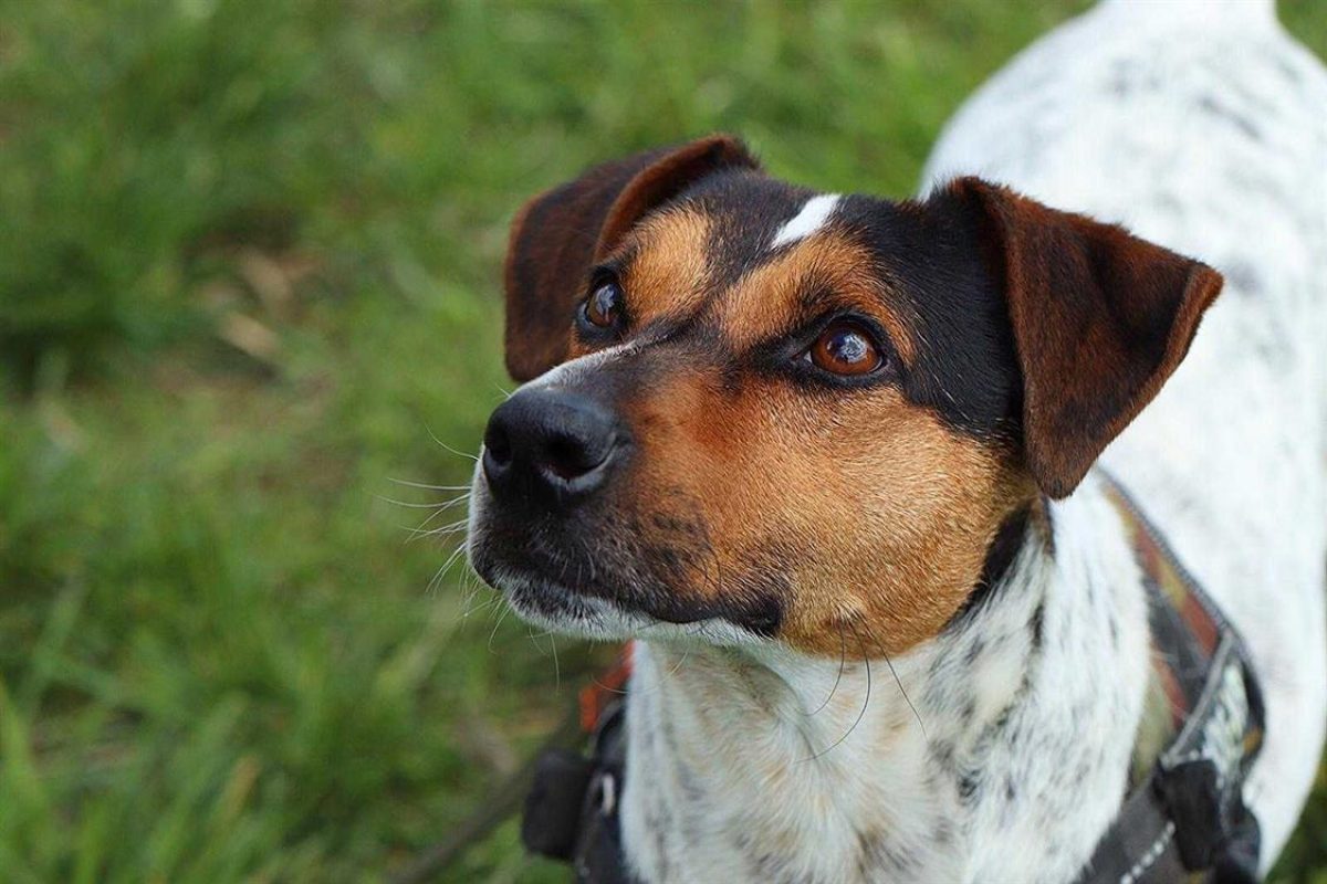 Zulk - Chien à adopter - photo 9
