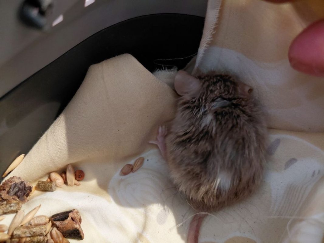 Lottie - Rongeur Souris à adopter