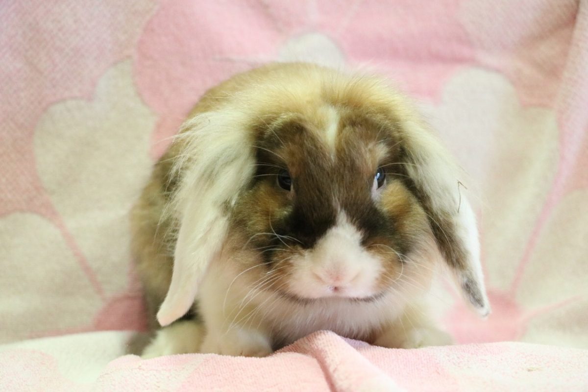 Homer - Rongeur Lapin à adopter