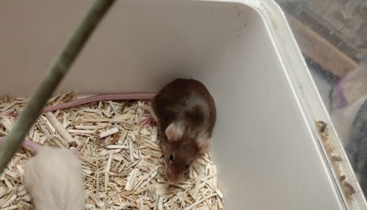 Charlotte - Rongeur Souris à adopter