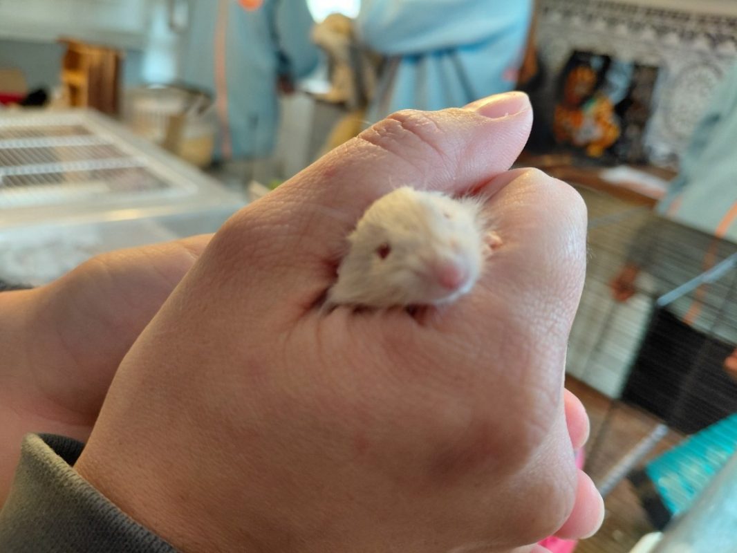 Miracle - Rongeur Souris à adopter