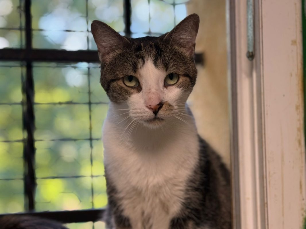 Mist - Chat Européen à adopter