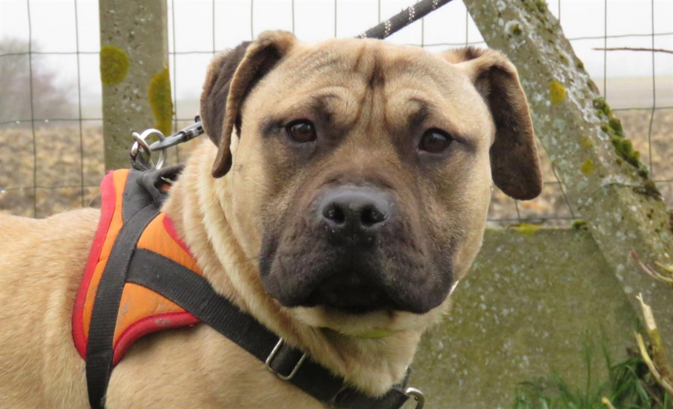 Photo #1 de Spartiat