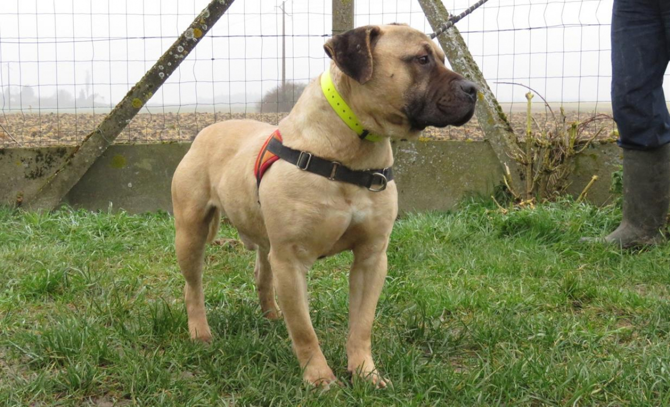 Photo #4 de Spartiat