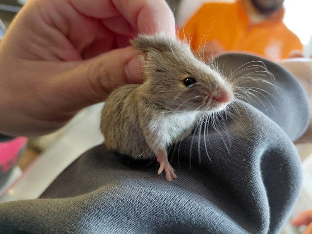 Aude - Rongeur Souris à adopter