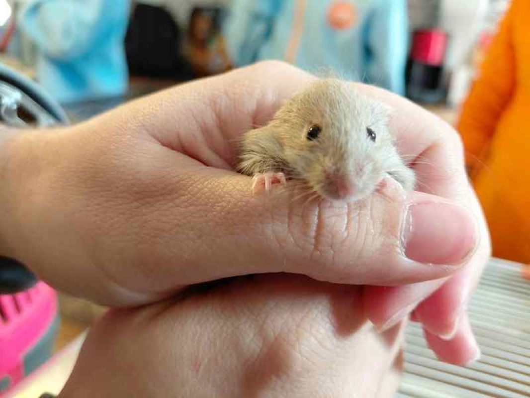 Nancy - Rongeur Souris à adopter