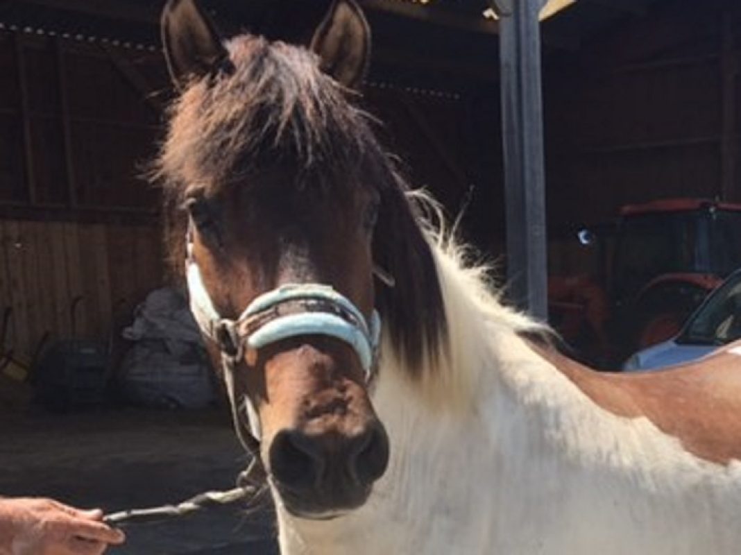 Vegas - Equidé Poney à adopter