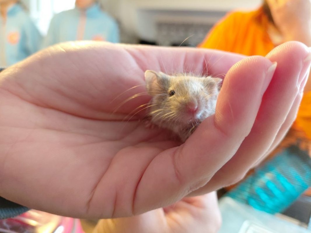 Valence - Rongeur Souris à adopter