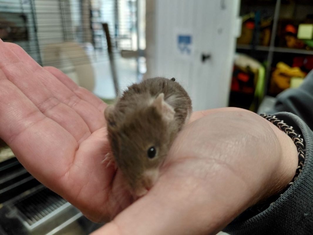 Colline - Rongeur Souris à adopter