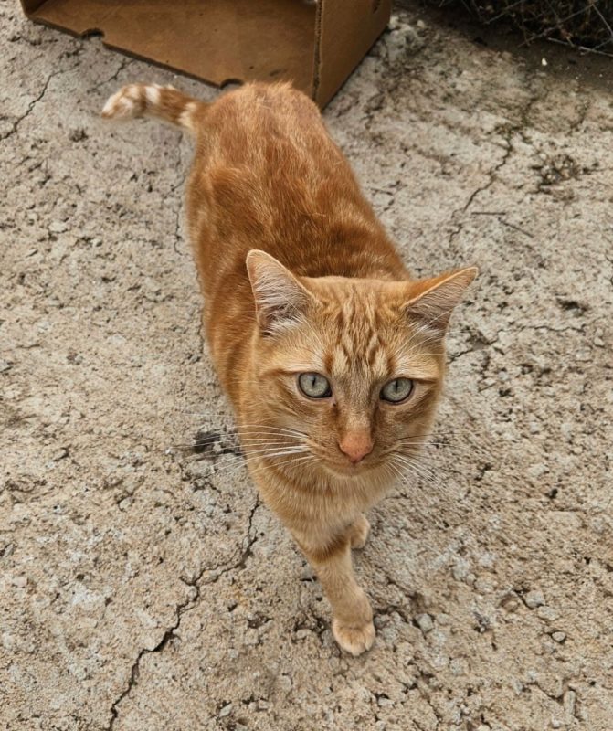 PIRATA - Chat à adopter - photo 5