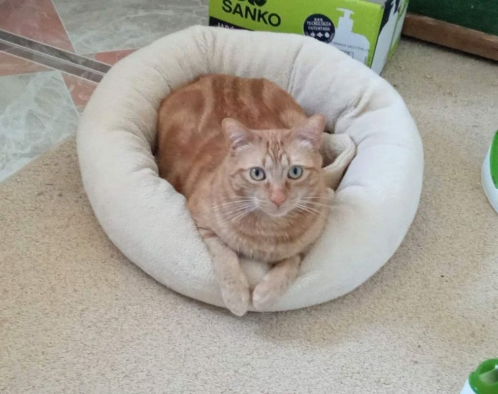 PIRATA - Chat à adopter
