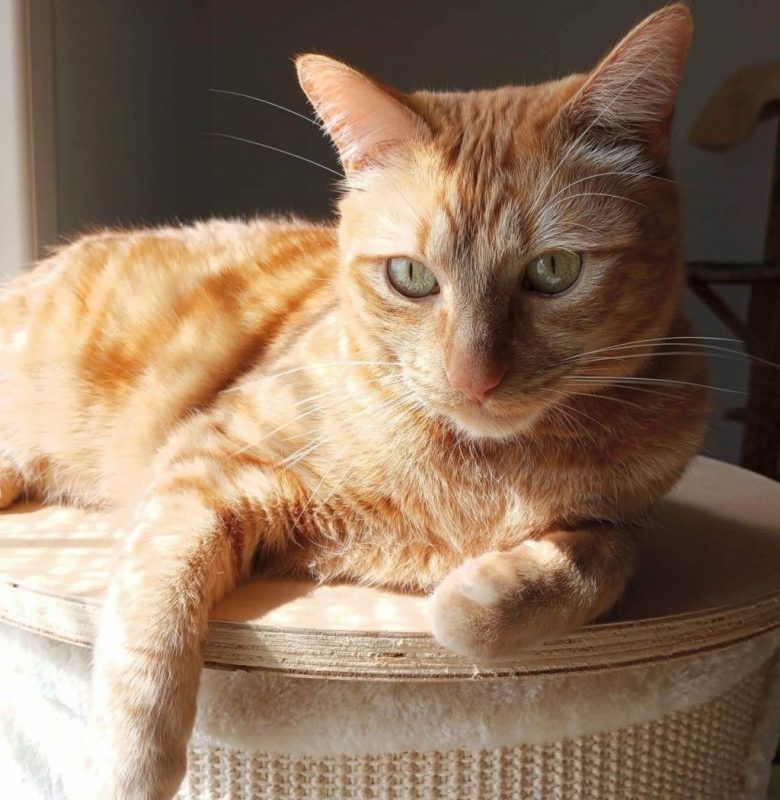 PIRATA - Chat à adopter - photo 4