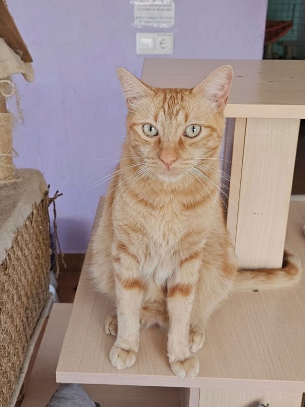 PIRATA - Chat à adopter - photo 3