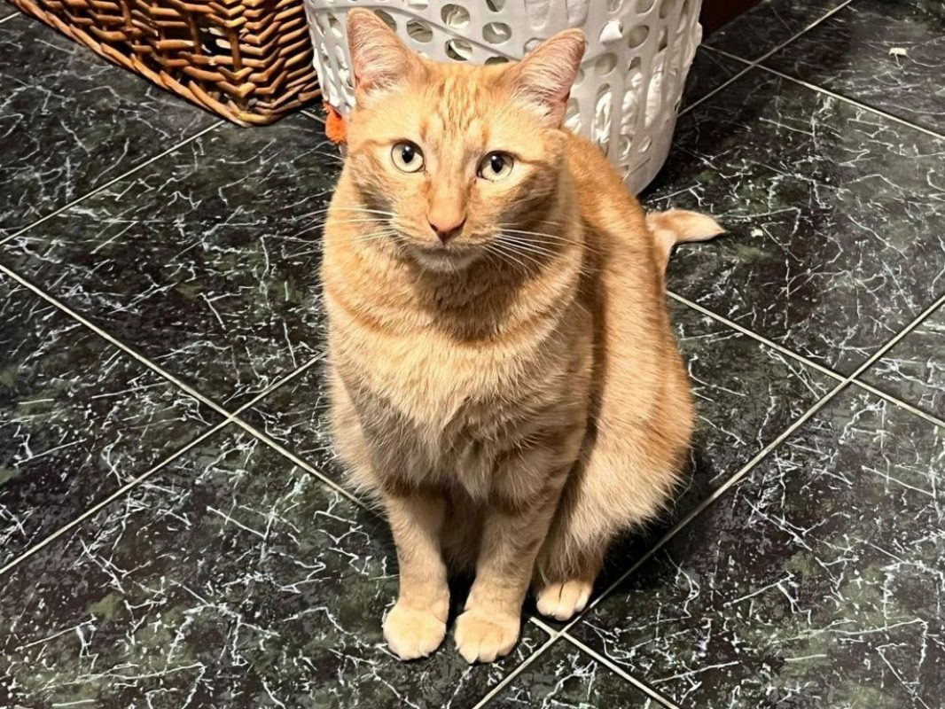 PIRATA - Chat à adopter - photo 2
