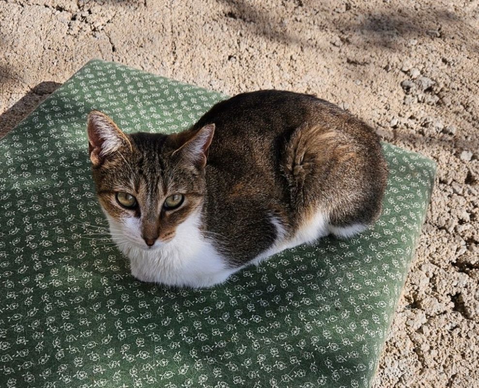 LIZZIE - Chat à adopter - photo 3