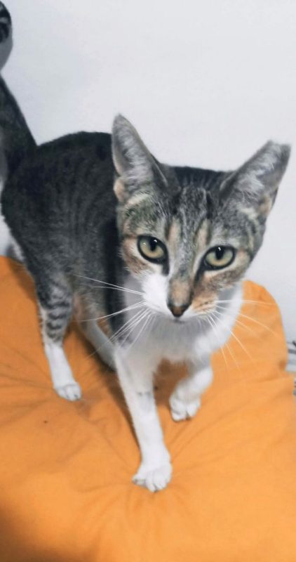 LIZZIE - Chat à adopter - photo 2