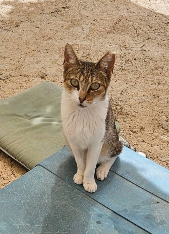 LIZZIE - Chat à adopter