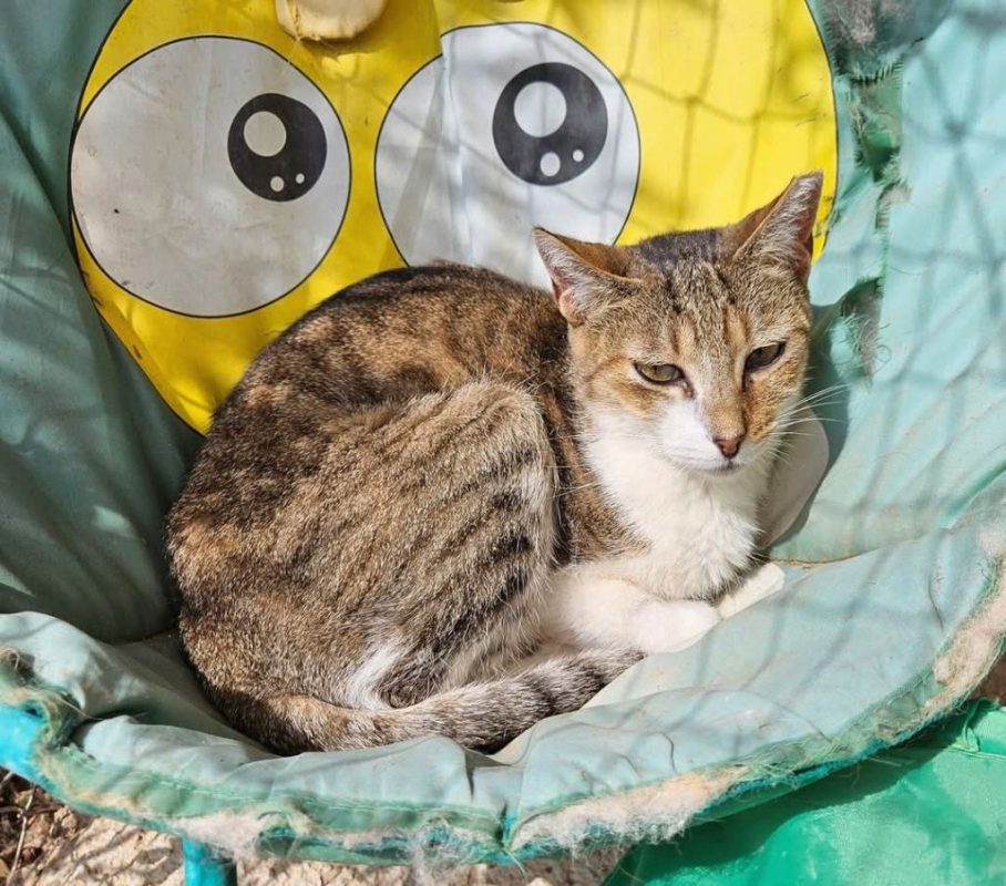 LIZZIE - Chat à adopter - photo 4
