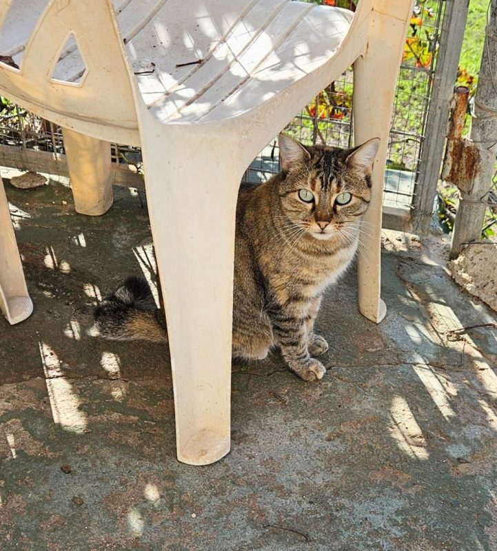 TALI - Chat à adopter - photo 3