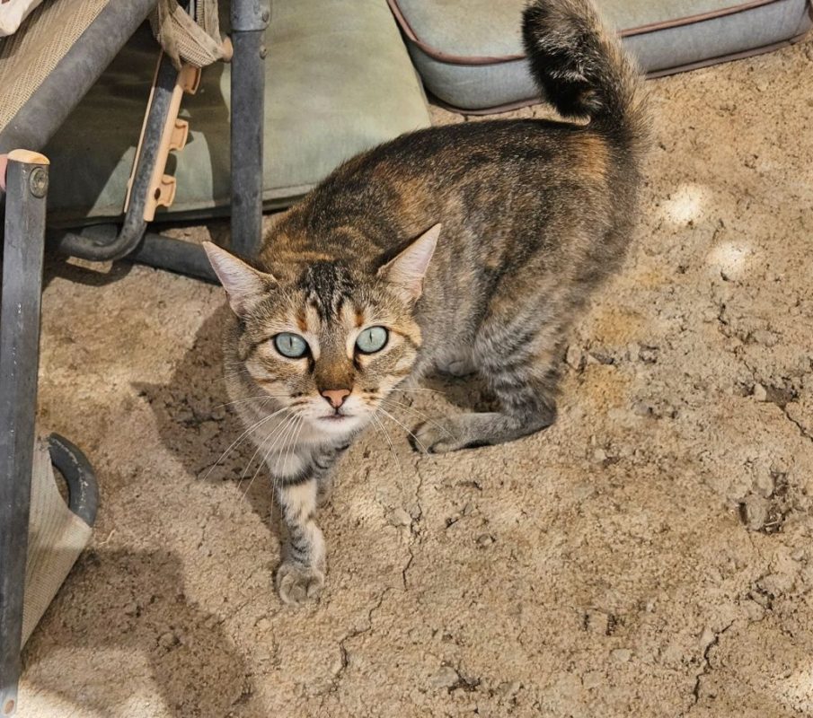 TALI - Chat à adopter - photo 4