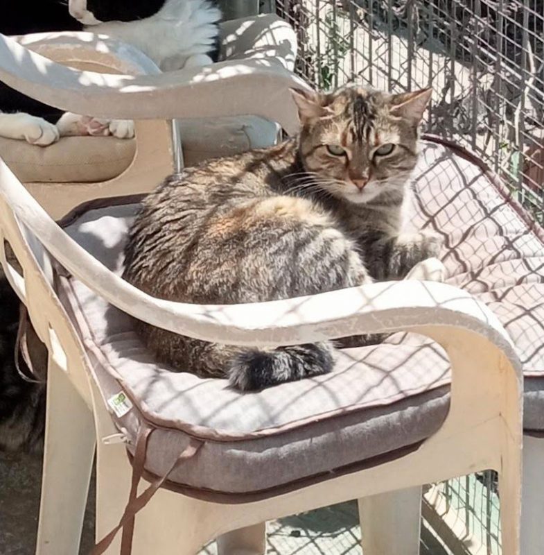 TALI - Chat à adopter - photo 2