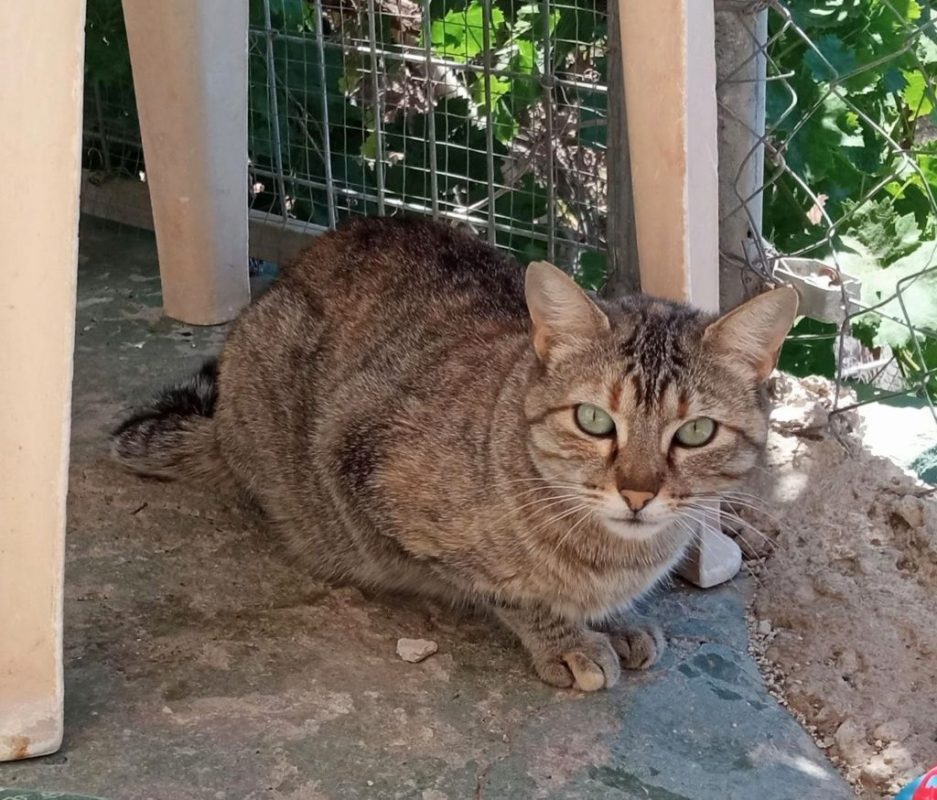 TALI - Chat à adopter - photo 5
