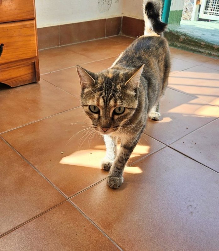 TALI - Chat à adopter