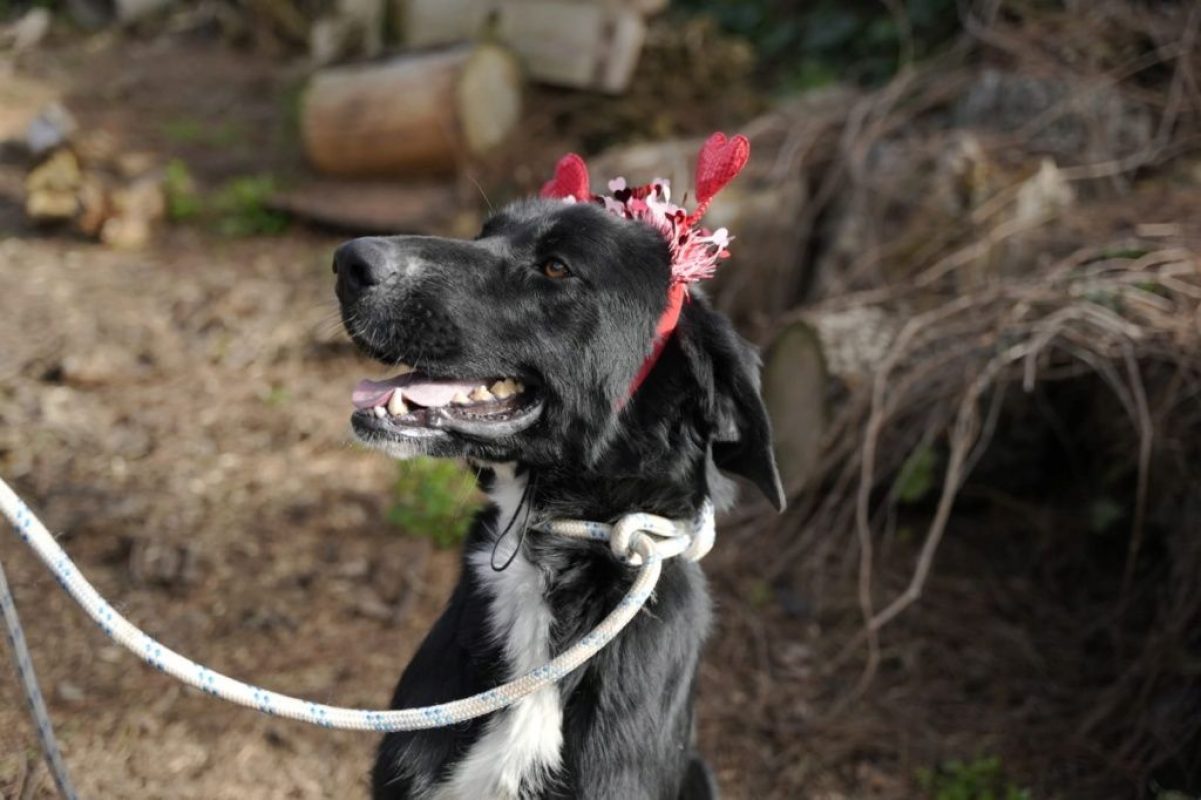 Bubu - Chien à adopter - photo 5