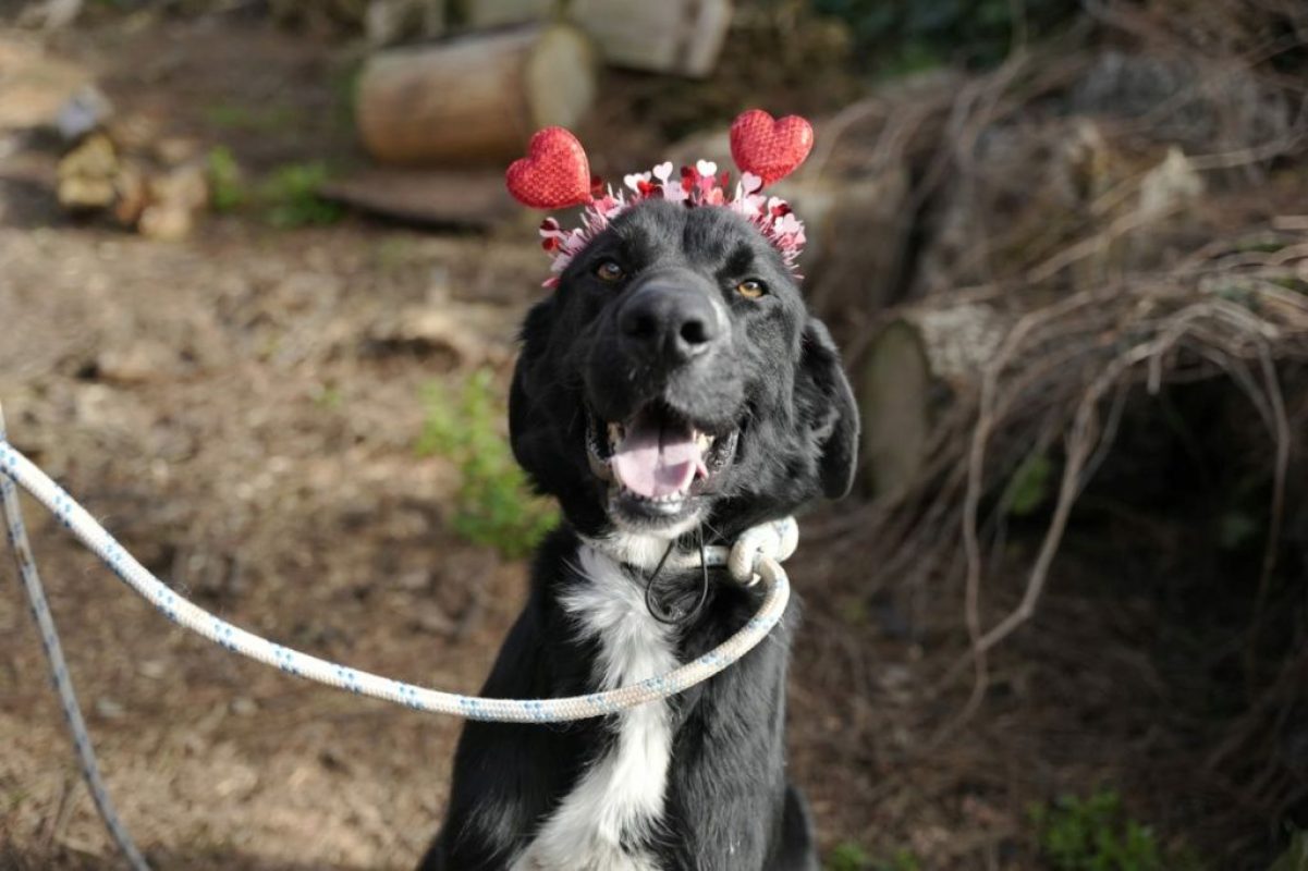 Bubu - Chien à adopter - photo 4