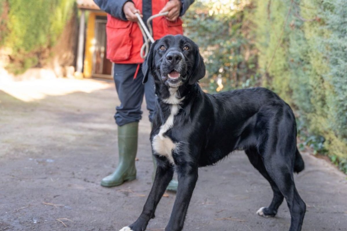 Bubu - Chien à adopter
