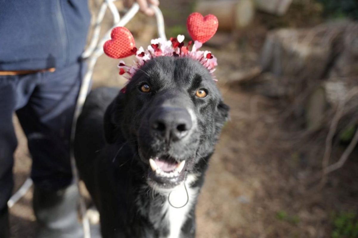 Bubu - Chien à adopter - photo 2