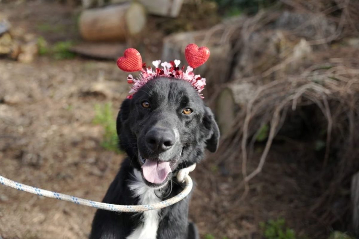 Bubu - Chien à adopter - photo 6