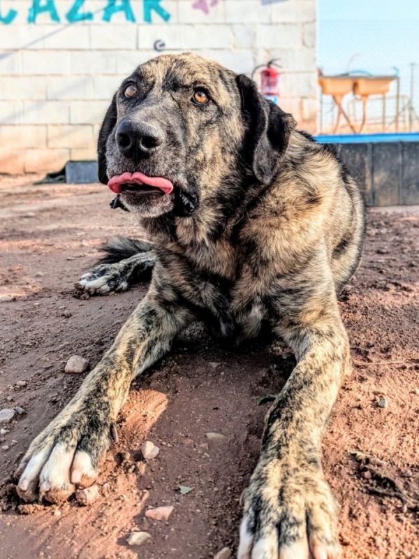 Thor - Chien à adopter - photo 2
