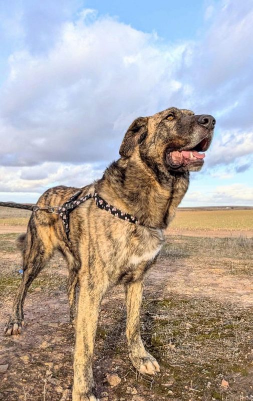 Thor - Chien à adopter