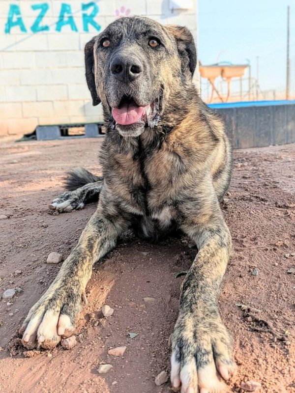 Thor - Chien à adopter - photo 3