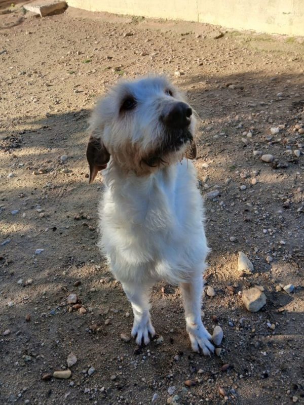 Luho - Chien à adopter - photo 5