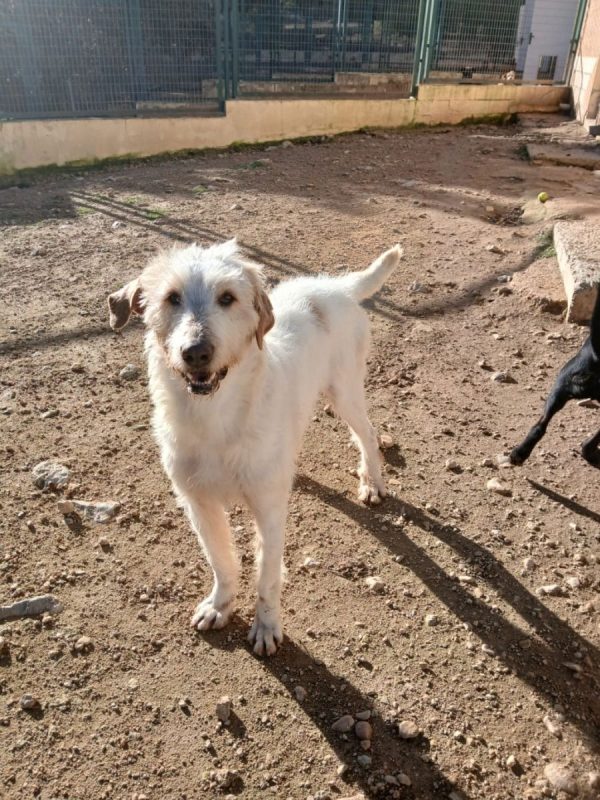 Luho - Chien à adopter - photo 3